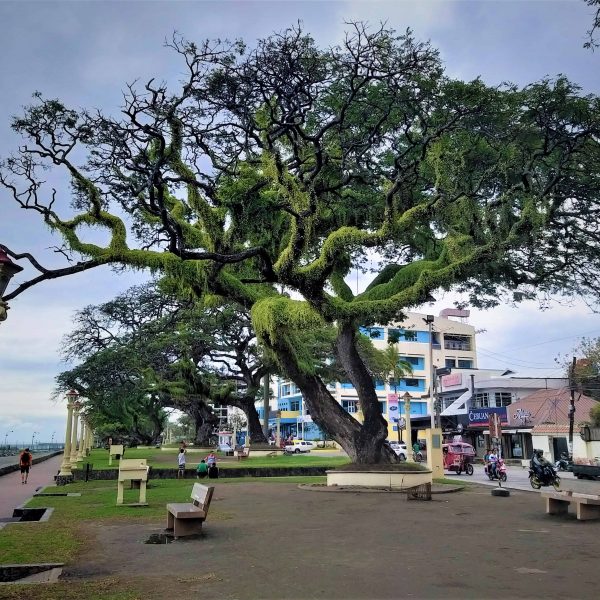 Großer Baum an der Hafenpromenade Dumaguete City
