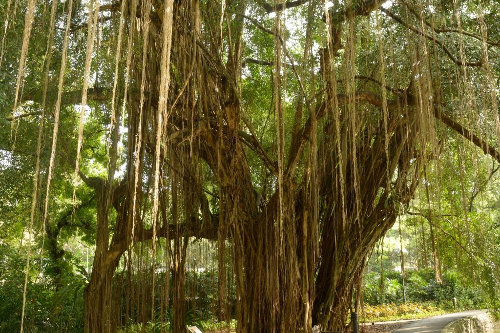 Banyan Tree mit hängenden Luftwurzeln in Siquijor