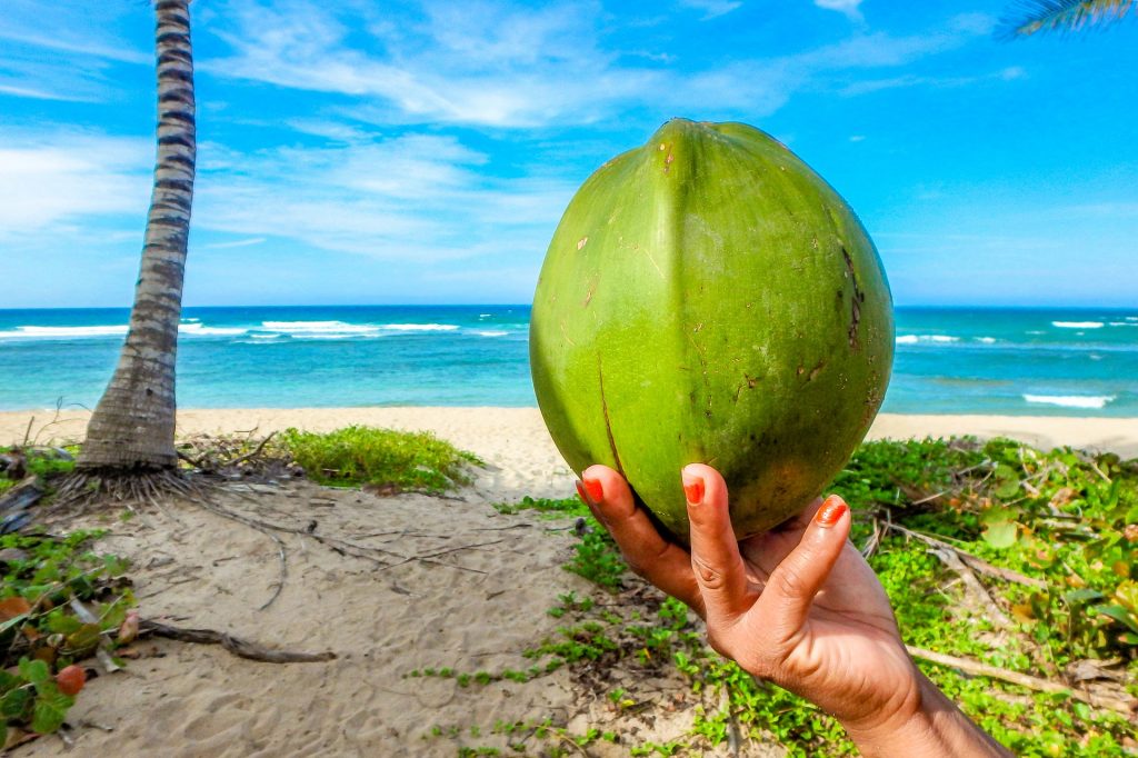 kokussnuss amd coconut beach bei port barton