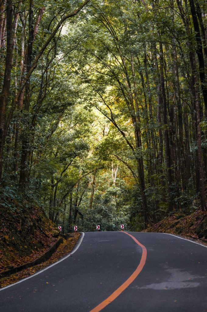 Straße in Bohol am Man made Forest