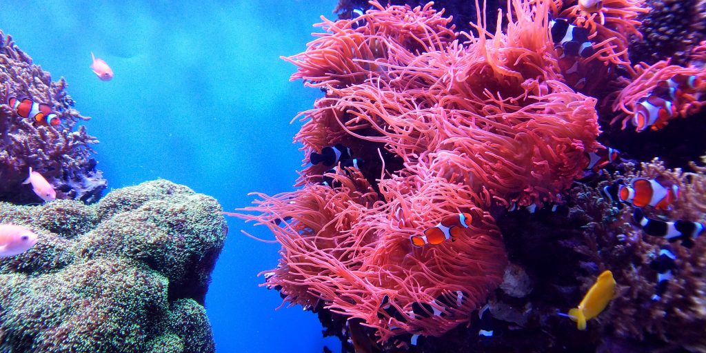 bunte korallen und Fische unterwasser beim Tauchen in mindoro