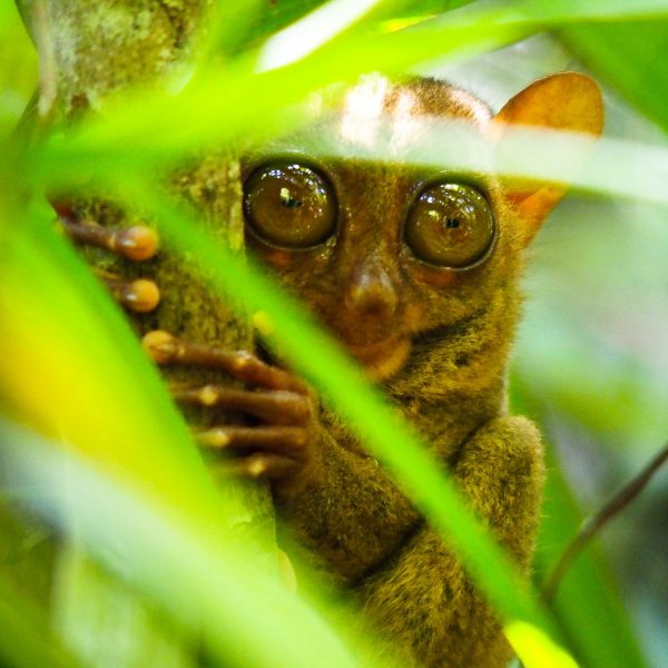 Tarsier der kleinste Affe der Welt