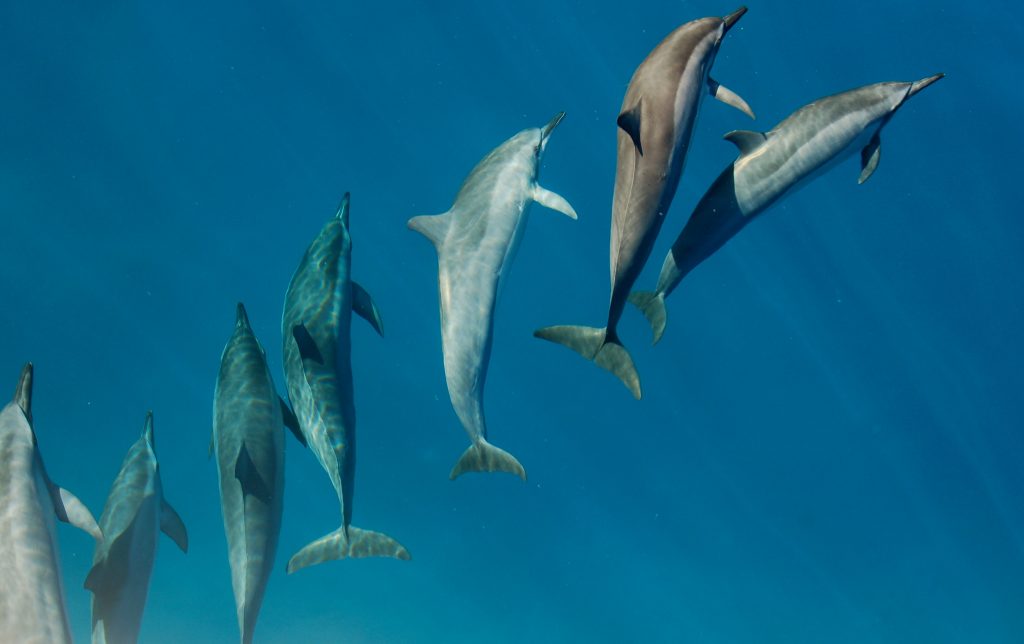 Delfine spielen im Wasser