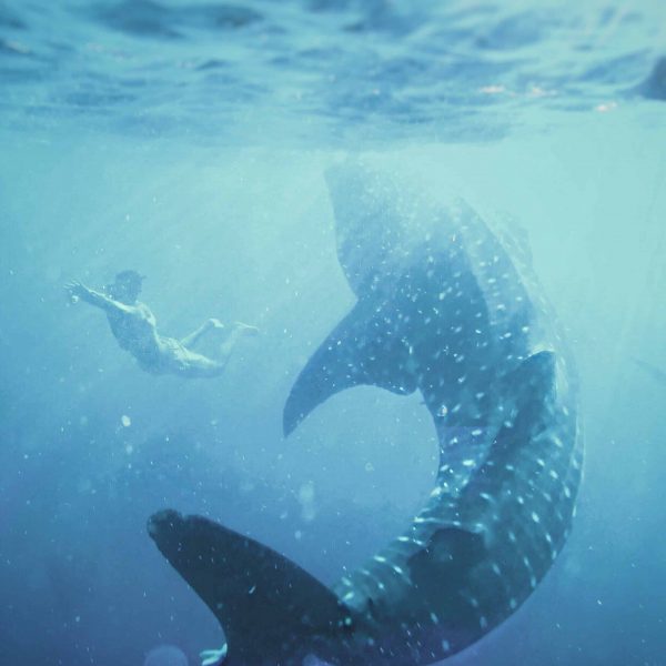 Schwimmen mit Walhaien -Philippine Department of Tourism ©James Relf Dyer