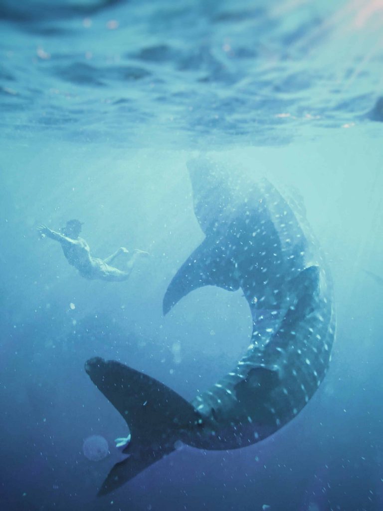 Schwimmen mit Walhaien -Philippine Department of Tourism ©James Relf Dyer