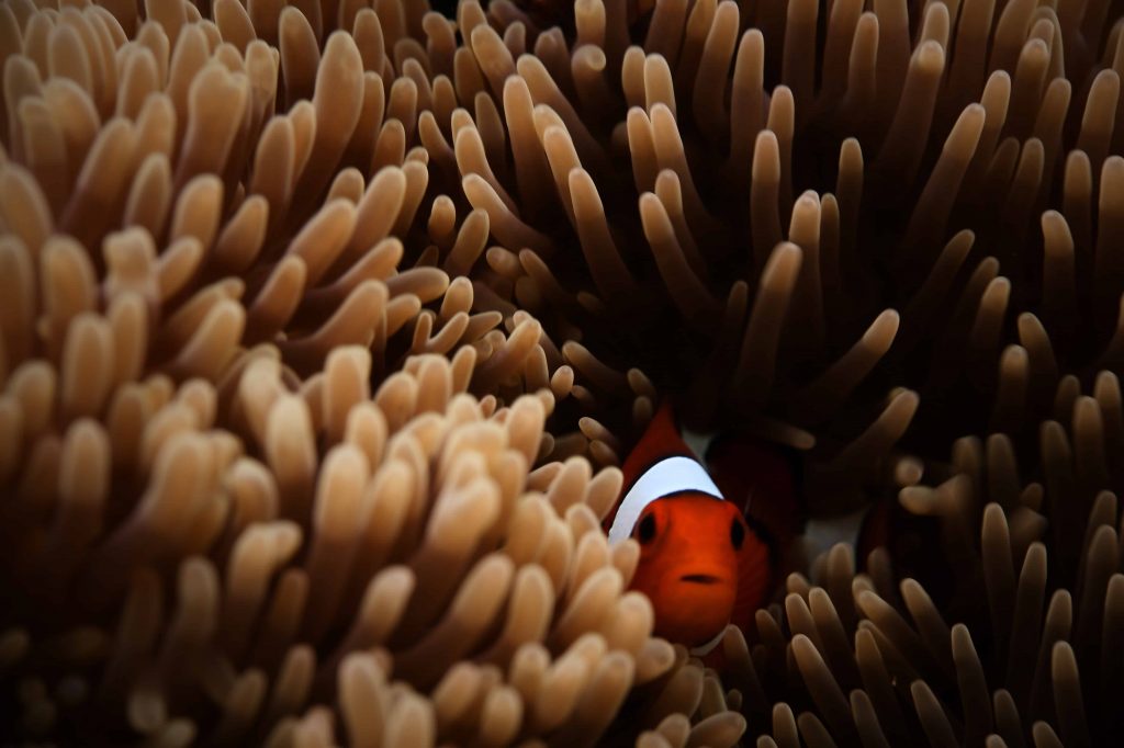Nemo in Anemone ©Desmond-williams via Unsplash