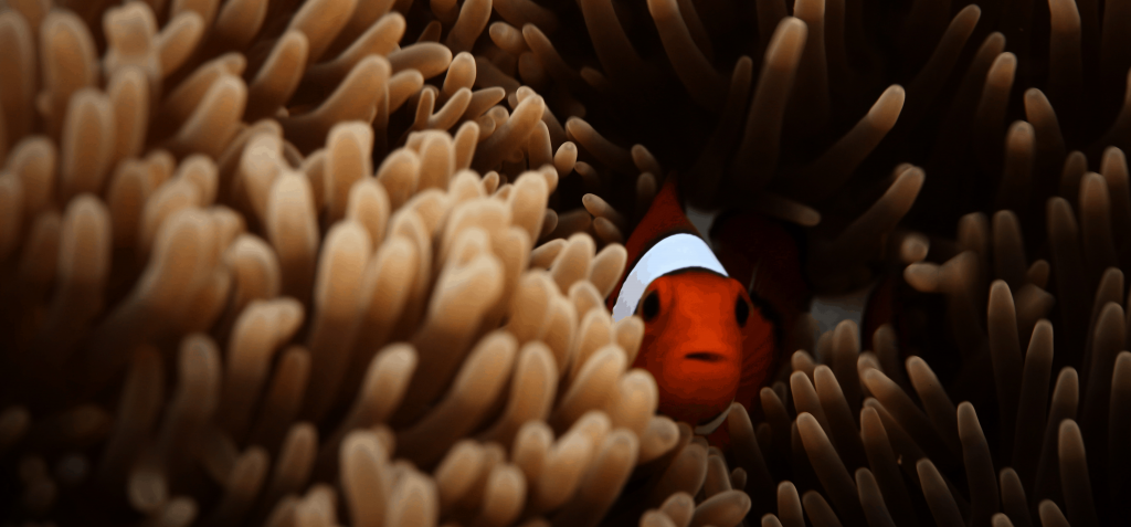 Clownfisch in Anemone ©Desmond-williams via Unsplash