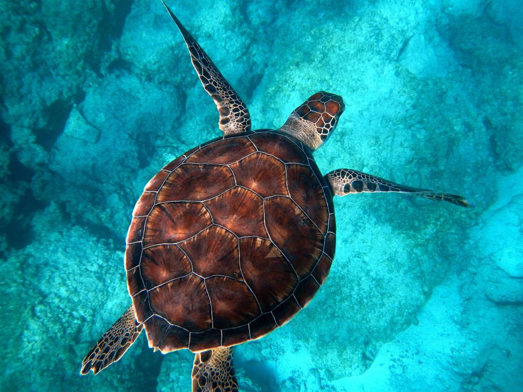 Meeresschildkröte-©Randall-ruiz via Unsplash