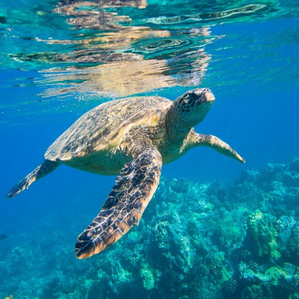 Schildkröte bei Apo Island